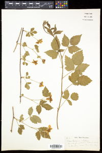 Rubus enslenii image