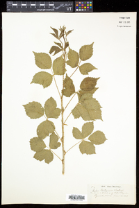 Rubus enslenii image