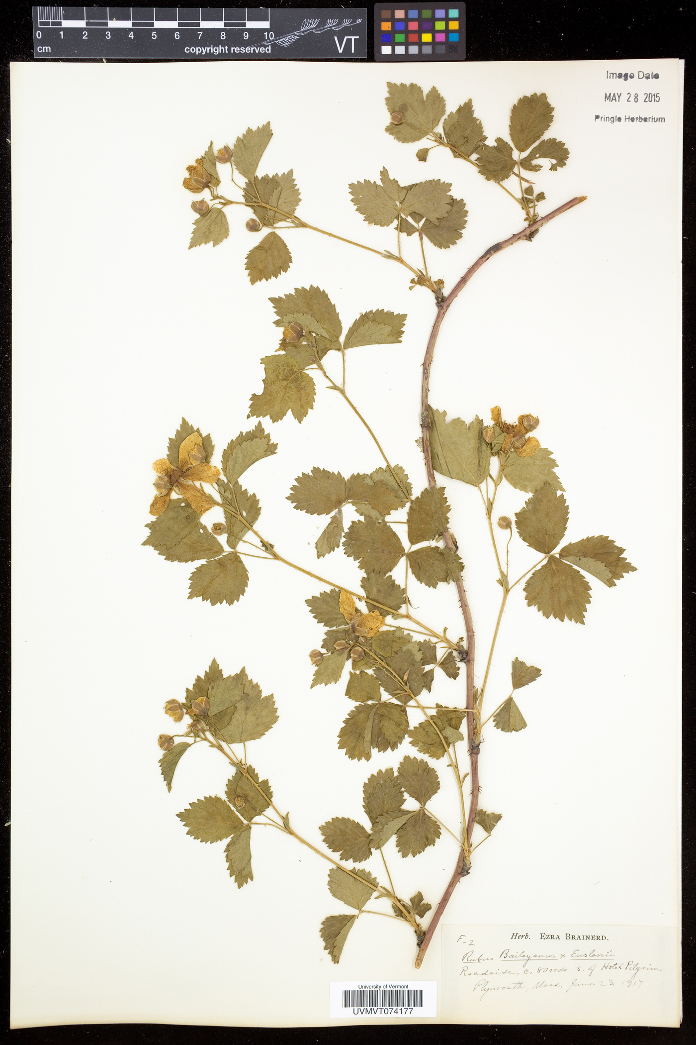 Rubus enslenii image