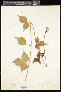 Rubus flagellaris image