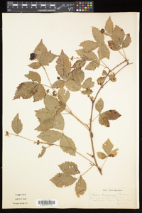 Rubus flagellaris image