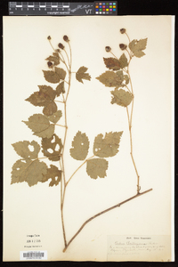 Rubus flagellaris image