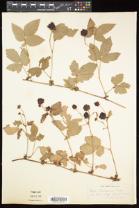 Rubus flagellaris image