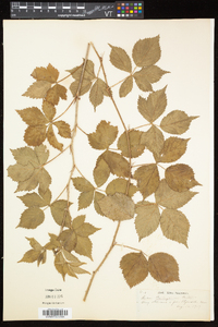 Rubus flagellaris image