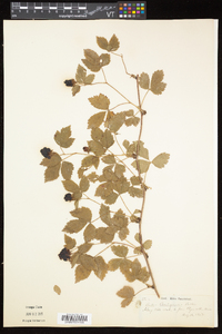 Rubus flagellaris image