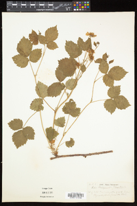 Rubus flagellaris image