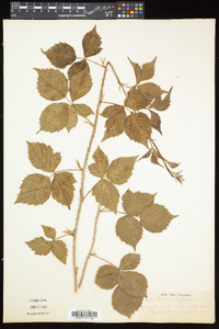 Rubus flagellaris image