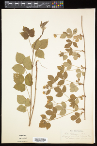 Rubus flagellaris image