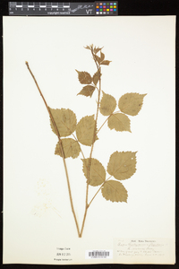 Rubus flagellaris image