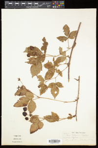 Rubus flagellaris image