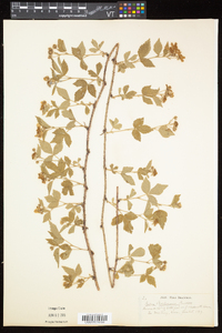 Rubus flagellaris image