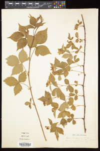 Rubus flagellaris image