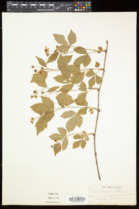 Rubus flagellaris image