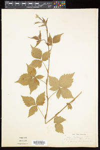 Rubus flagellaris image