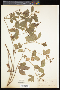 Rubus flagellaris image