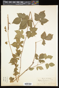 Rubus flagellaris image