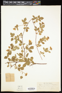 Rubus flagellaris image