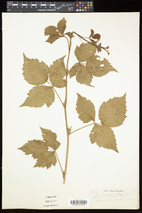 Rubus flagellaris image