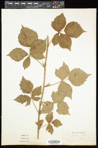 Rubus flagellaris image