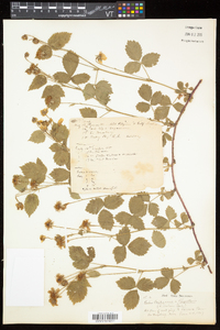 Rubus flagellaris image