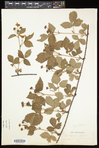 Rubus flagellaris image