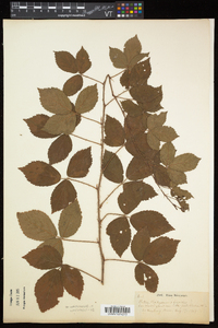 Rubus flagellaris image