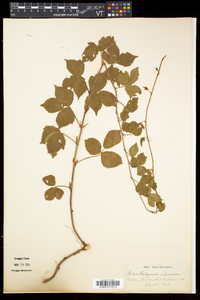 Rubus flagellaris image