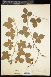 Rubus flagellaris image