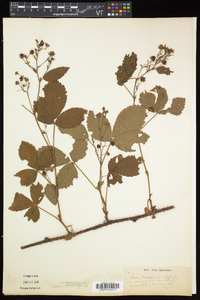 Rubus flagellaris image