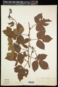 Rubus flagellaris image