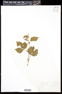 Rubus canadensis image