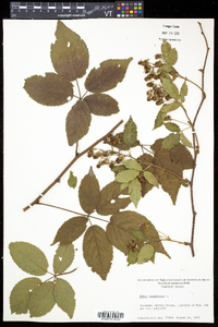 Rubus canadensis image