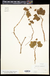 Rubus chamaemorus image