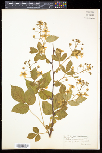 Rubus canadensis image