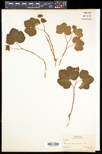 Rubus chamaemorus image