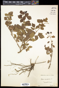 Rubus canadensis image