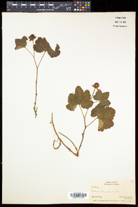 Rubus chamaemorus image