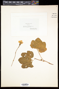 Rubus chamaemorus image