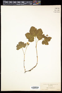 Rubus chamaemorus image