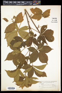 Rubus canadensis image