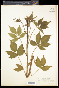 Rubus canadensis image