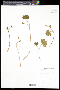 Rubus chamaemorus image