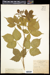 Rubus elegantulus image