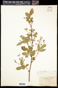 Rubus elegantulus image