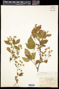 Rubus elegantulus image