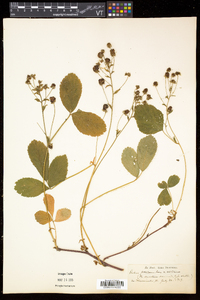 Rubus hispidus image