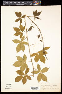 Rubus hispidus image