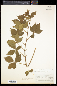 Rubus elegantulus image