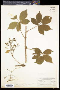 Rubus elegantulus image