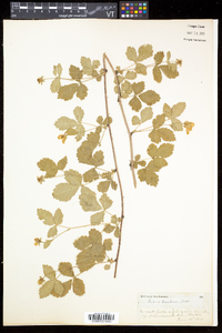 Rubus enslenii image